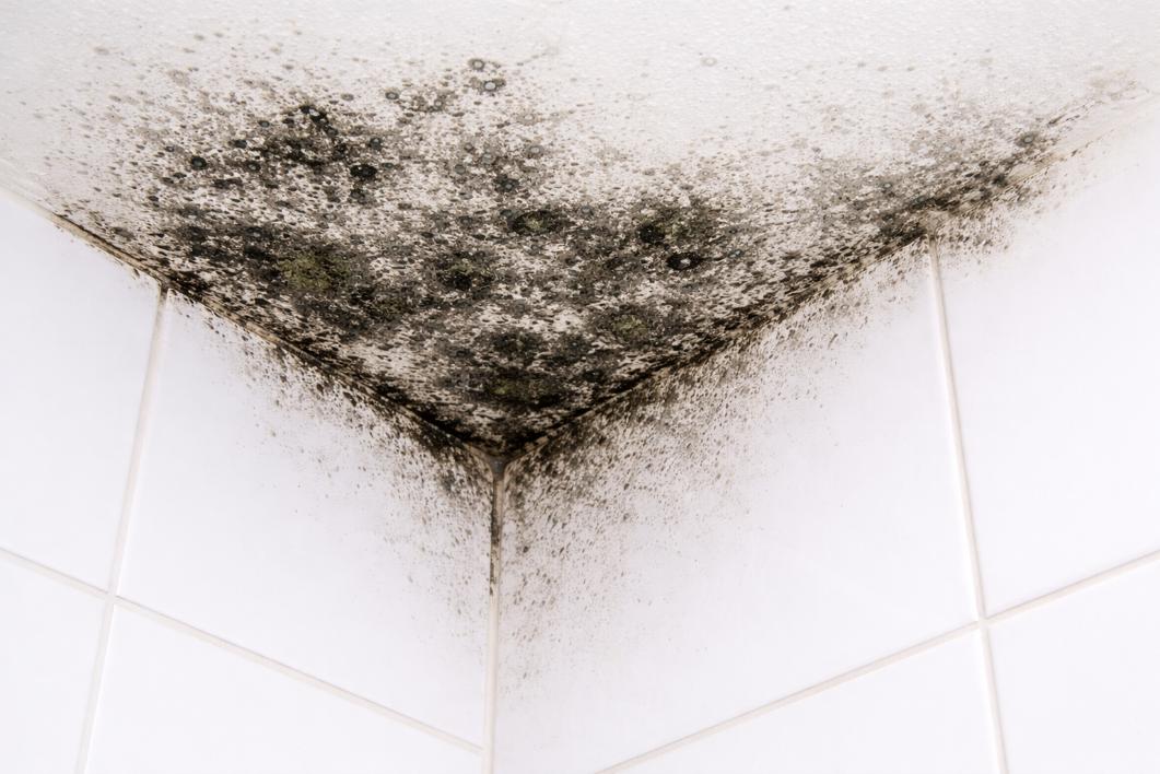 Professional Ceiling Mould Removal