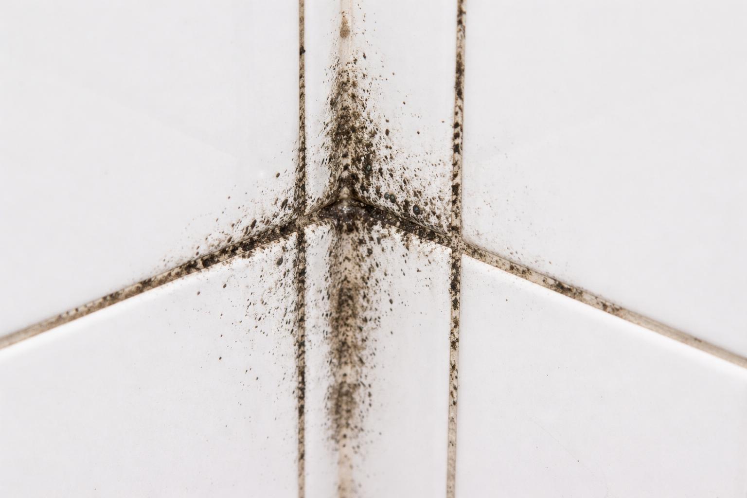 Black Mould Removal
